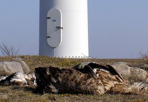 eagle, dead at wind turbine_0