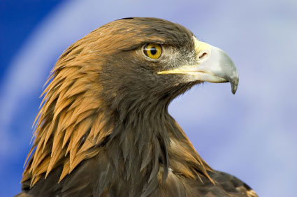 Golden-eagle-430