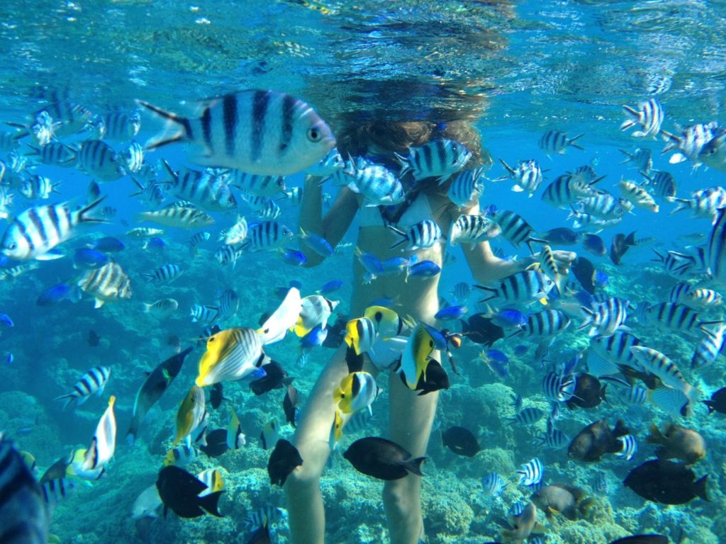 pure-snorkeling-by-reef