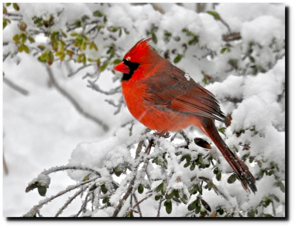 Cardinals In Spring Training | Real Climate Science