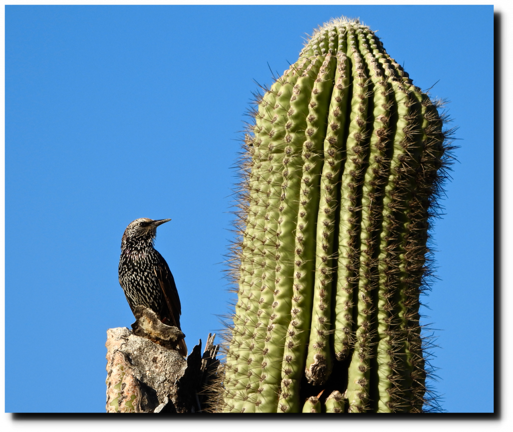 Desert Birds | Real Climate Science