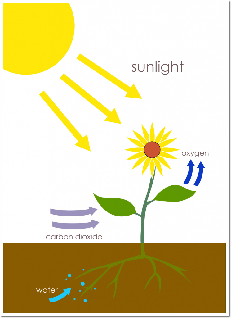 Photosynthesis1_shadow-745x1024.jpg