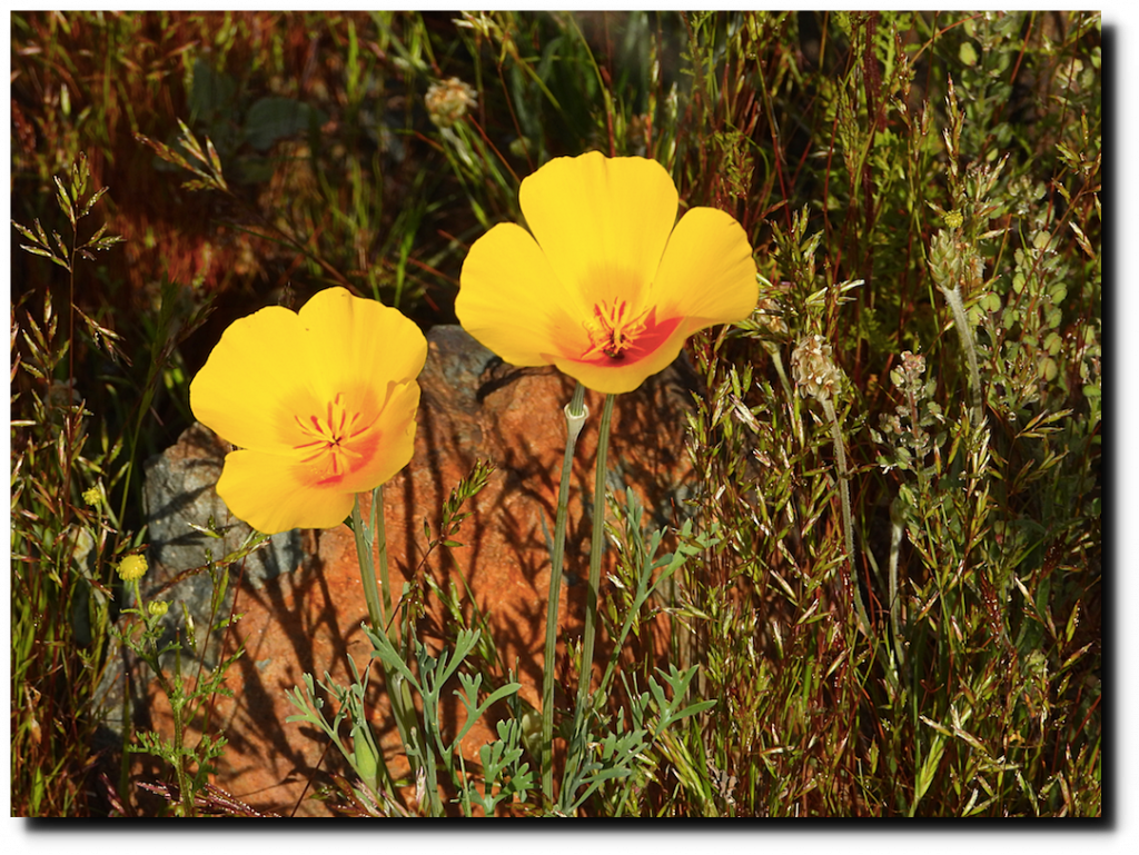 Desert Flowers Real Climate Science