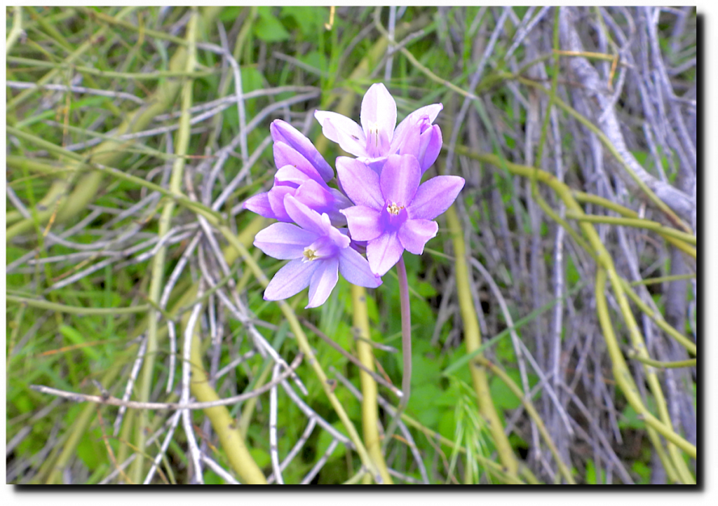 Desert Flowers Real Climate Science